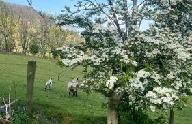 Tavnaghoney Cottages - Foto 13