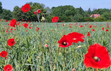 Storchennest mit eigenem Hof, Spielwiese und Terrasse - Foto 20