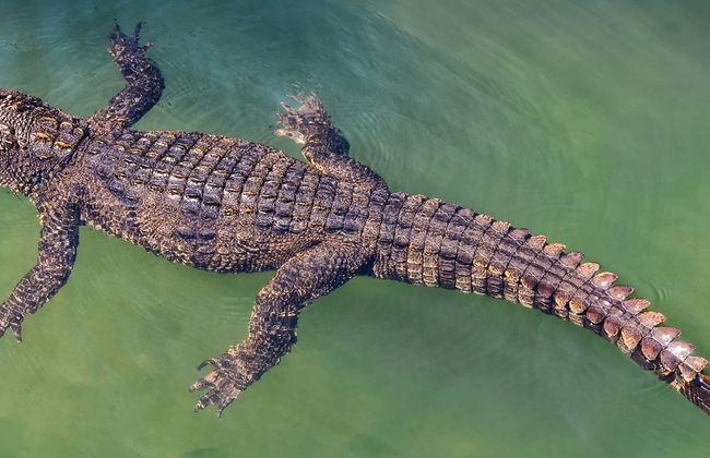 Biglietti per la Crocosaurus Cove - Foto 1