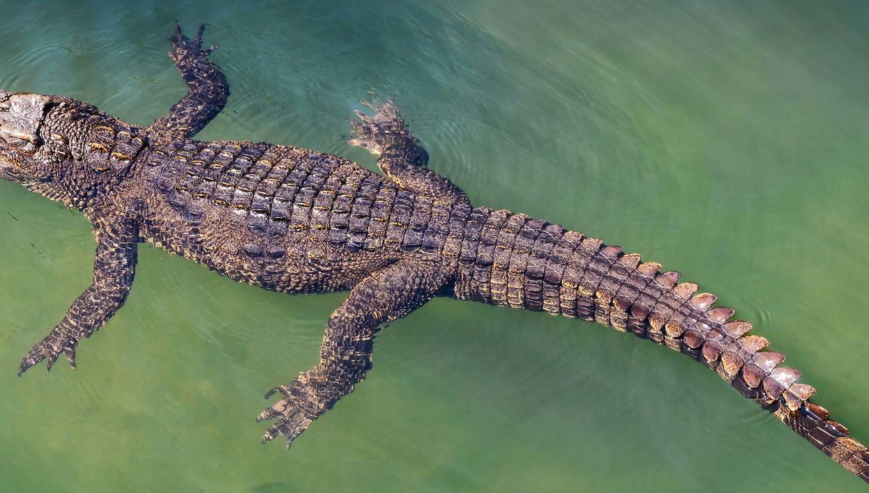 Crocosaurus Cove Ticket - Foto 1