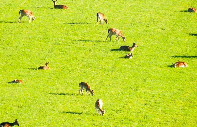 4 Person Holiday Home in Veberod-by Traum - Foto 21