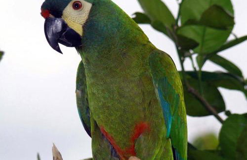 Vila da Sol Itaipava casas e estúdios - Foto 60