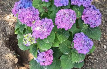 Kosaris Cottage - Foto 14