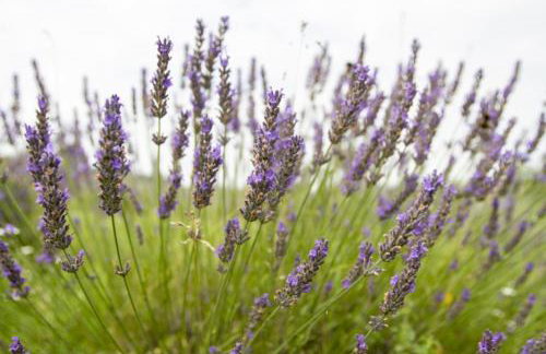 Apartment in Rakovica with Terrace, Air conditioning, Wifi (601-1) - Foto 22