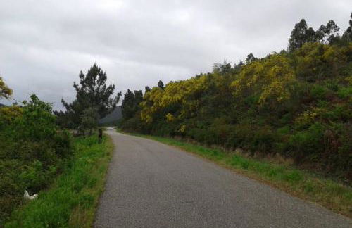 Palheirinho - Foto 50