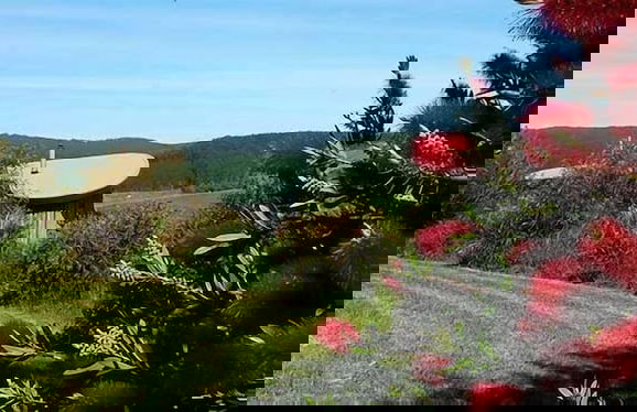 The Boomerangs - Foto 37