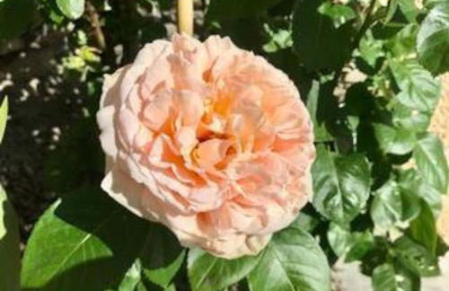 La Maison. La Roccia dello Stambecco - Foto 50