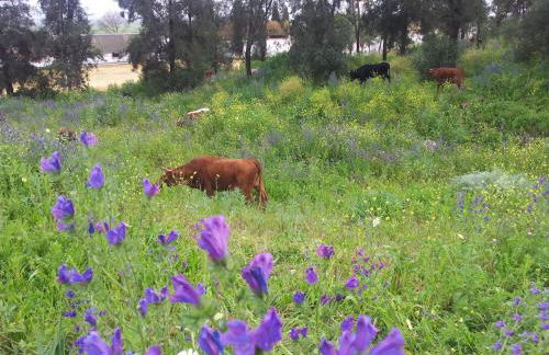 Cortijo El Triguero N-398 Ctra Carmona – El Viso del Alcor Km 18 - Foto 31