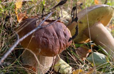 Domki PrzySowie - Góry Sowie - Foto 28