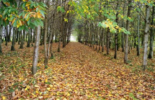 TY MA ZUD KOZH - Foto 8