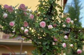 Villa Costanza Appartamento con balcone e vista giardino - Foto 25