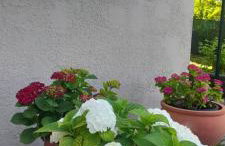 Hortensia - Foto 5