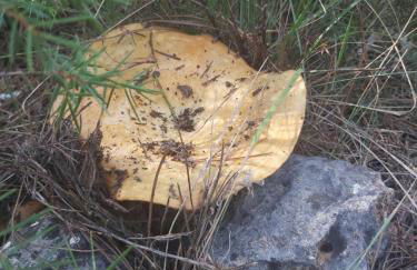 Casa Rural Puente Del Segura - Foto 36