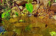 Propriedade inteira e Kombi-home em meio à mata - Foto 10