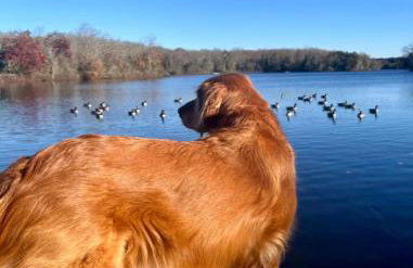 Modern Lakefront Getaway Jersey Shore - Foto 27