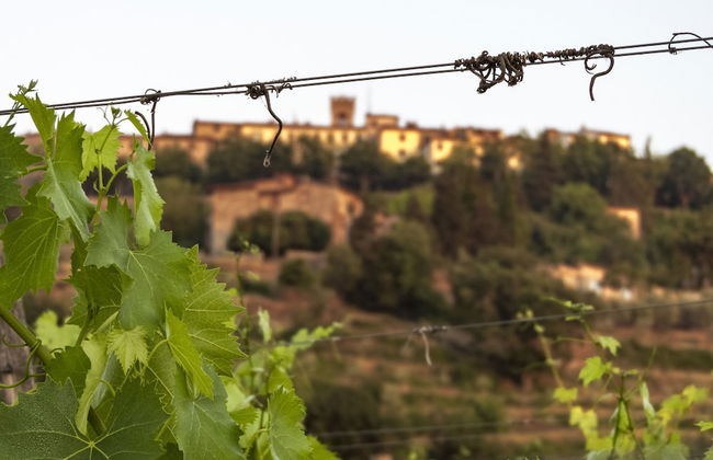 Tenuta CorteDomina - Foto 69