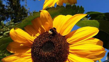 Ferienwohnung Simmering - Photo 5