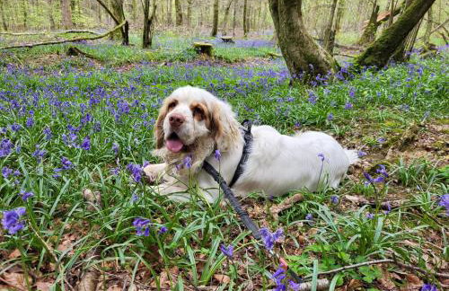 Beautiful Thatched Cottage with Outdoor Pool, Secure Garden, Dog & Family Friendly! Chichester Holiday Properties - Foto 19
