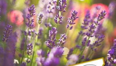 Botanical Garden - Ecoherbes Park - Photo 4