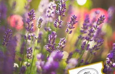 Botanical Garden - Ecoherbes Park - Photo 4