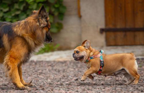 Domek w Zakątku Andrzeje Śniczany 18 - Photo 46