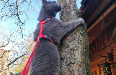 Jabłoniowy Sad Kalwaria Pacławska - Foto 52