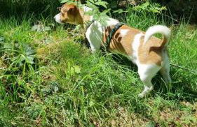 Tiny House - Auszeit im Wald am Badesee - Foto 45