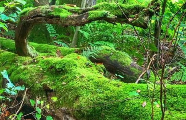 Holiday Apartment Busch - Foto 30