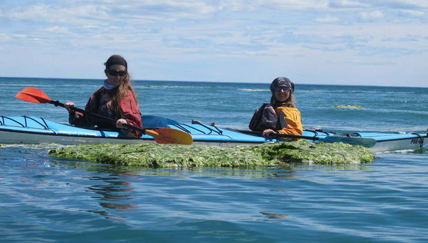 Kayak Tour and Sea Lion Sighting - Photo 3, Two friends paddling