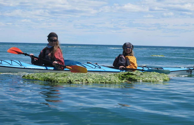 Kayak Tour and Sea Lion Sighting - Photo 3