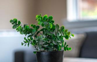 Castlefern House - Foto 33