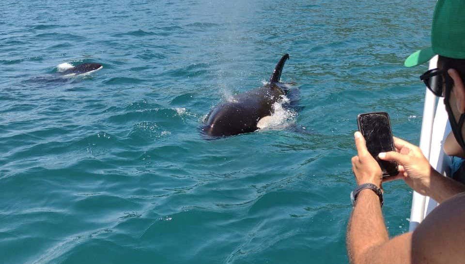 Avistando la fauna marina de la zona