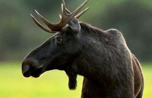 Skrzydła Biebrzy- Eco Cottage nad rzeką Narwią - Biebrza NP - Foto 19