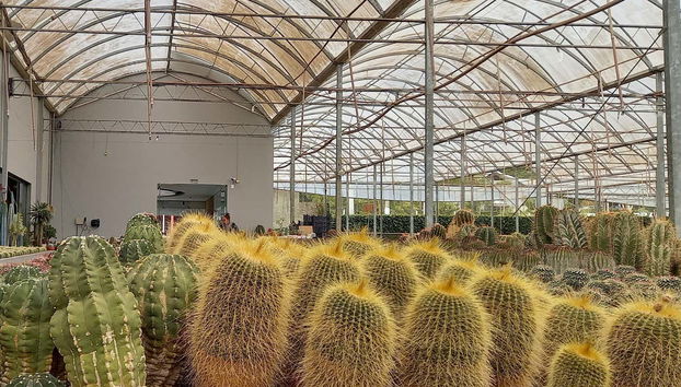 Visit a Horst cactus nursury