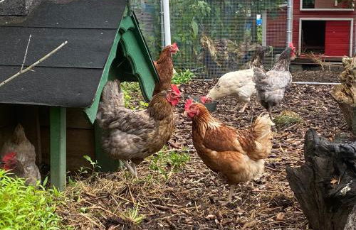 Vogtmühle - Foto 28