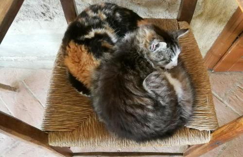 Agriturismo Apparita - Foto 54