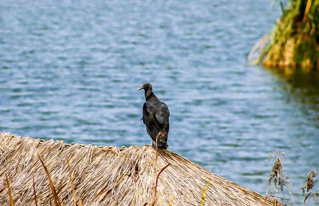 Pantanos de Villa Day Trip - Foto 7