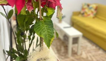 Piso completo a 5 minutos del metro linea 5 verde - Photo 2