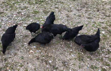 Beim-Hofbauer - Foto 8