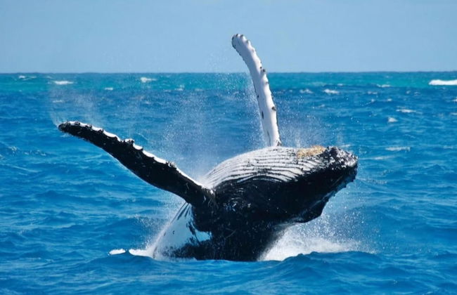 3BR 10 Guests Ocean View BBQ in Samana - Photo 55