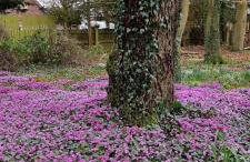 Calm Private Annex in Ashford - Foto 24