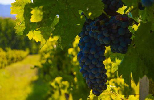 Cardinal Girolamo - Foto 6