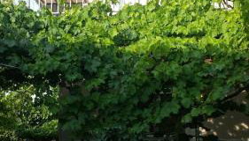 Hariskof garden house - Foto 2