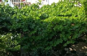 Hariskof garden house - Foto 2