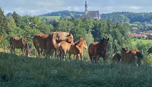 Haus Vogl - Fewo mit priv. Sauna und traumhaften Salzwasser-Pool - Foto 5