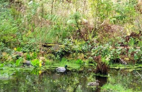 Cozy Tiny House off Mtn Loop Hwy on shared lot - Great for nerby hiking - Foto 4