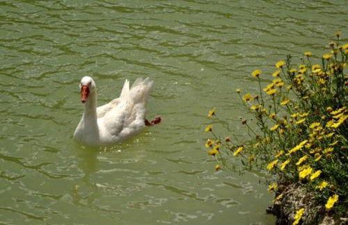 Ciuci's Manor - Foto 15