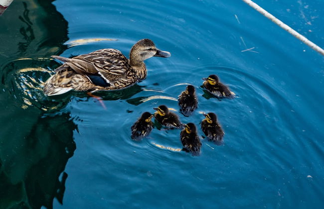 Apartments Vila Piranesi - Foto 17