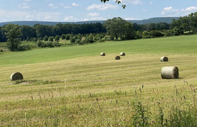 Chestnuthill Countryside Manor - Photo 24