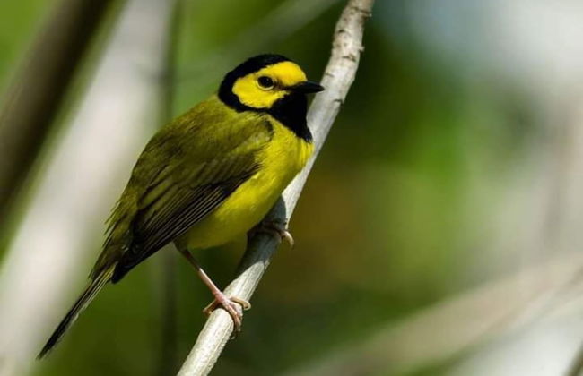 Berkey's Jungle Paradise - Photo 71